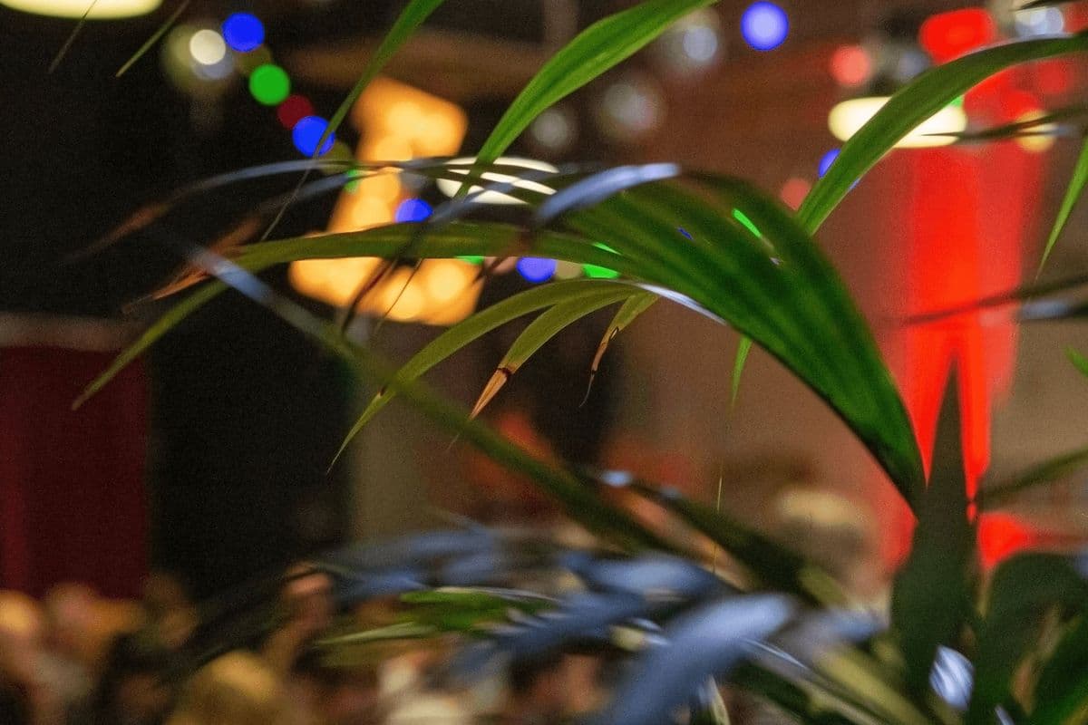 Leaf, Bold Street